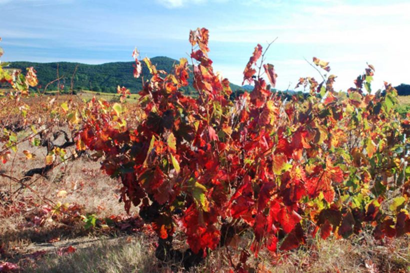 Fall beauty in the vineyard