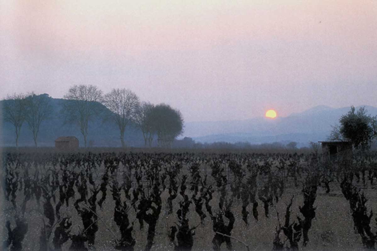 Sunrice over the winter vineyard