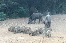 Sows with small piglets